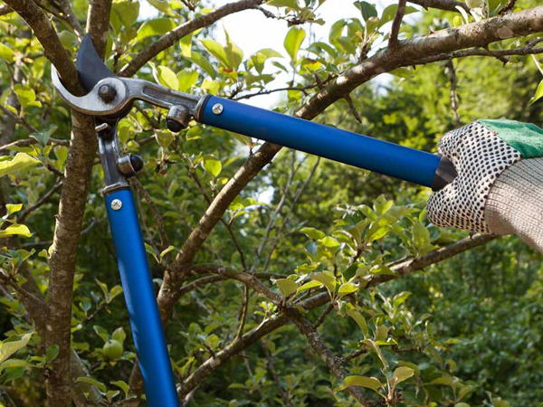 tree pruning