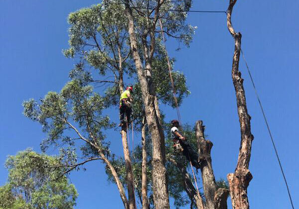 Tree Removal