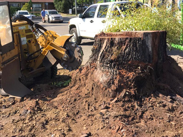 stump grinding