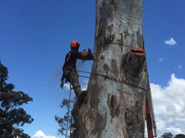 Tree Removal