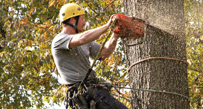 tree removal