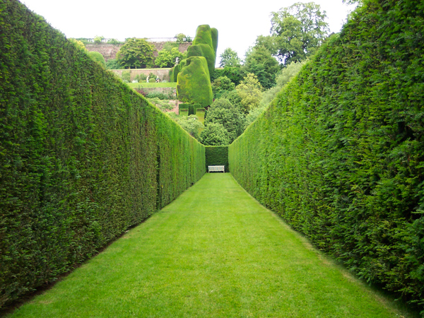 hedging