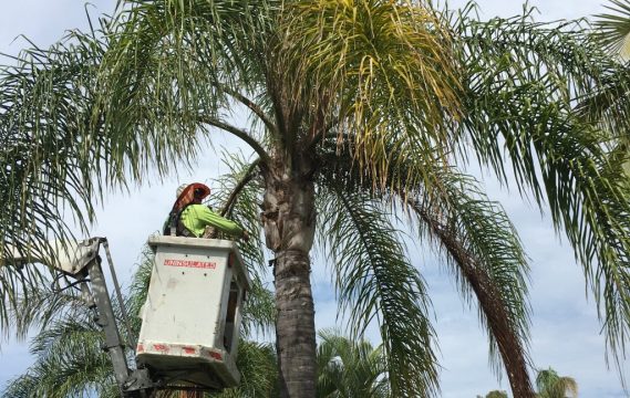 palm tree maintenance