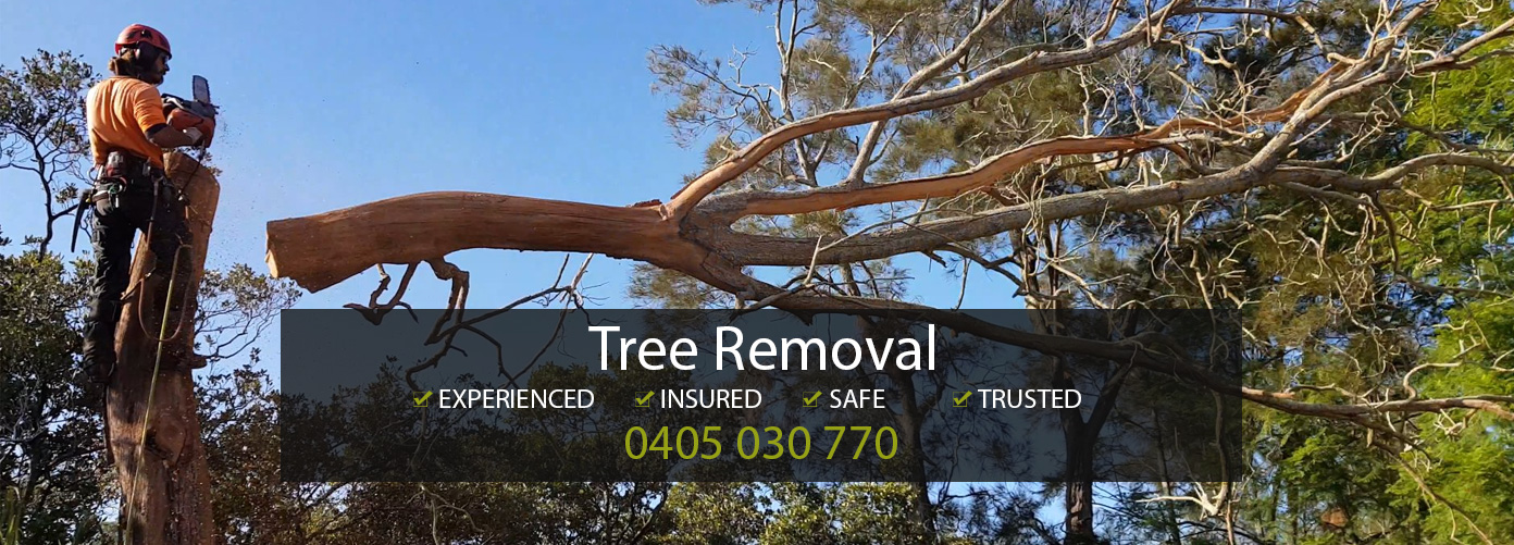 Tree Service Experts | Tree Removal