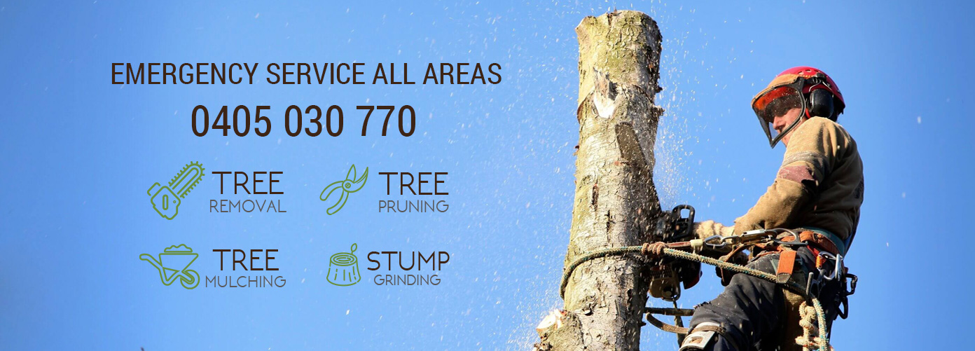 Emergency Tree Service Experts