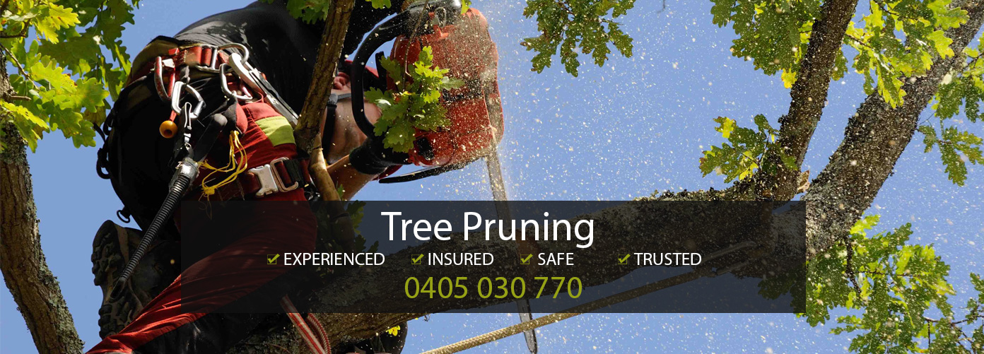 Tree Service Experts | Tree Pruning