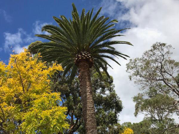 palm tree maintenance