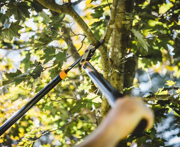 tree pruning