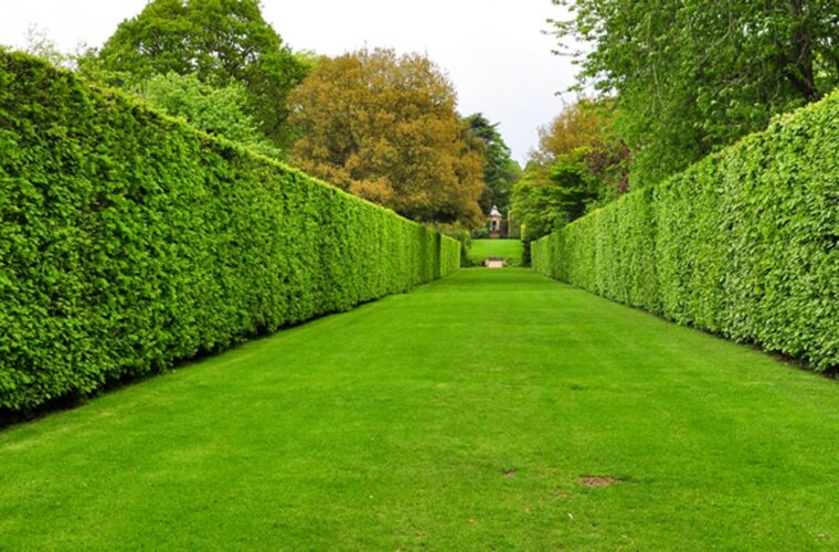 Hedging Services Sydney | Hedge Trimming & Hedge Maintenance