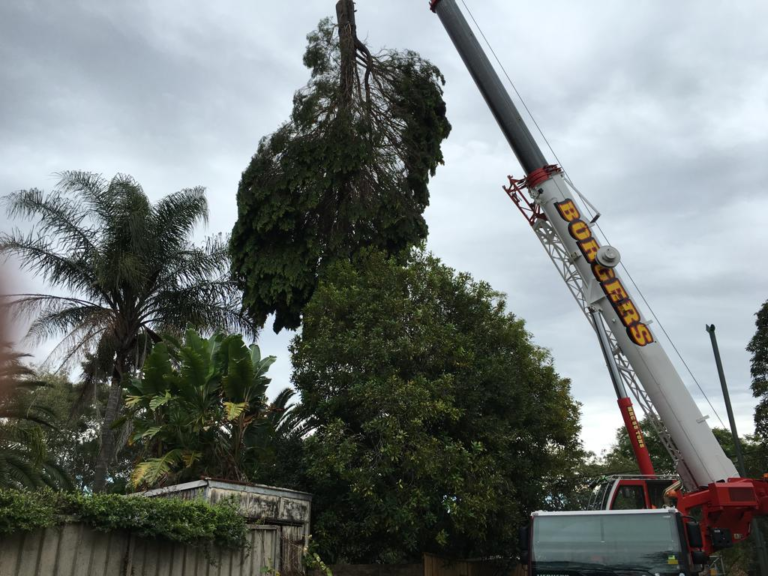 Tree Removal Dural | Arborist & Tree Services | NSW Tree Works