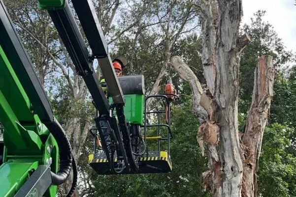 Tree Removal Castle-Hill