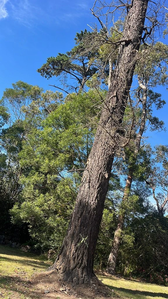 Large dead Radiata Pine before tree removal in Galston